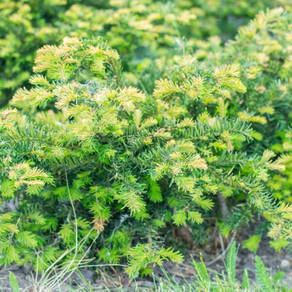 Taxus-repandens-ryoemivae-marjakuusi