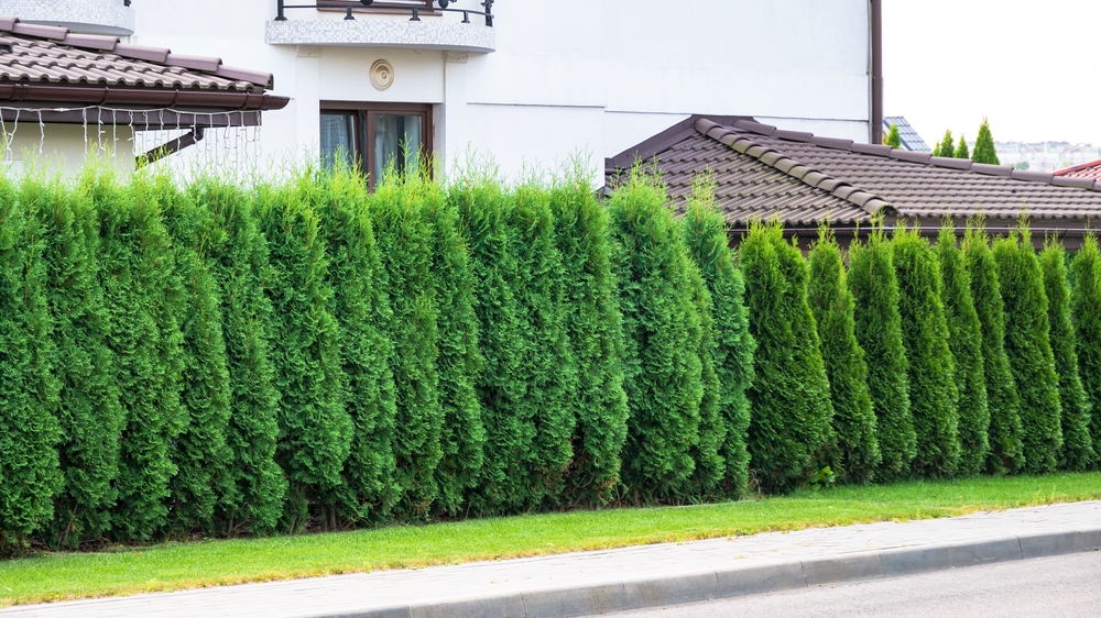 Timanttituija-aita-thuja-smaragd