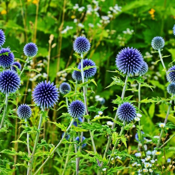 echinops-ritro-2