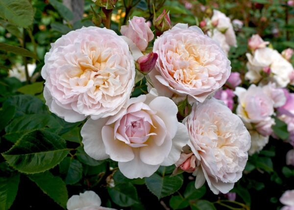 emilybronte