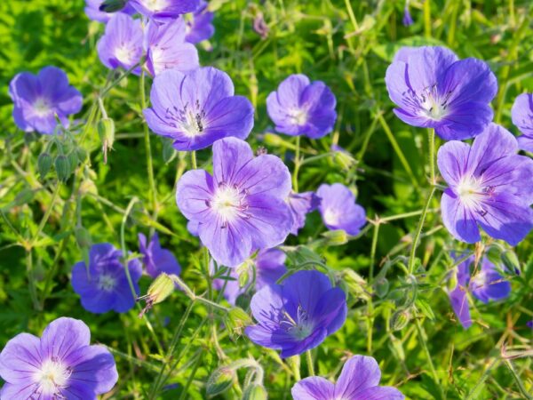 kurjenpolvi-Rozanne-geranium