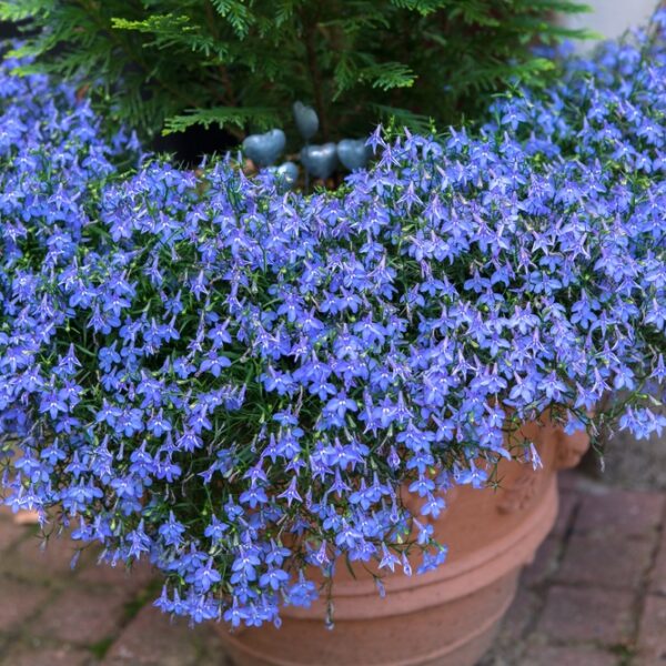 lobelia-11