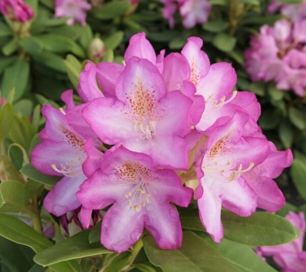 rhododendron-eija-alppiruusu
