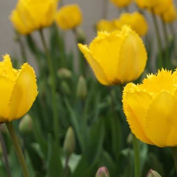 crystal-star-ripsureuna