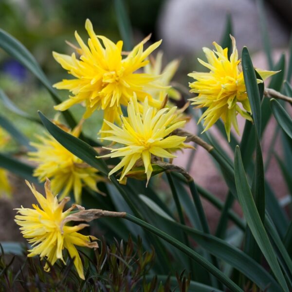 kasvitieteellinen-rip-van-winkle