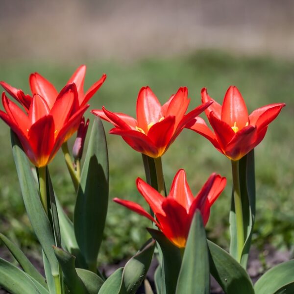 kaufmannii-scarlet-baby-2