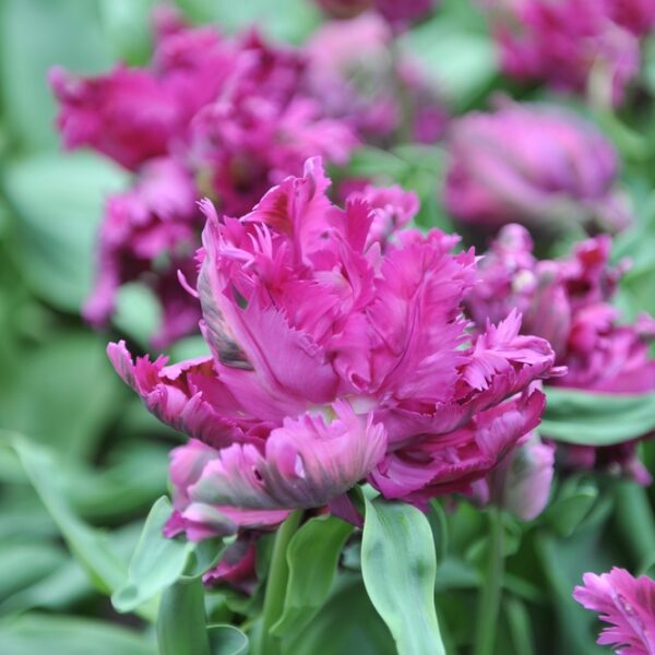 papukaijatulppaani-negrita-2