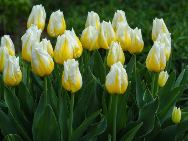 triumph-tulip-flaming-agrass