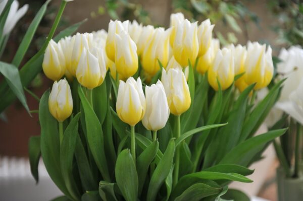 tulip-flaming-agrass-triumph