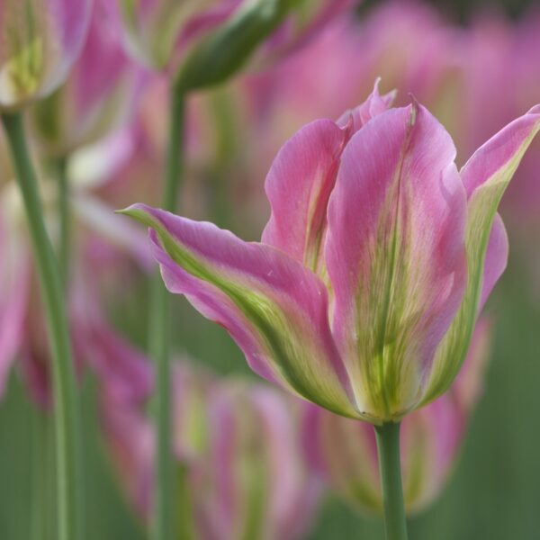 viherraitatulppaani-groenland-2