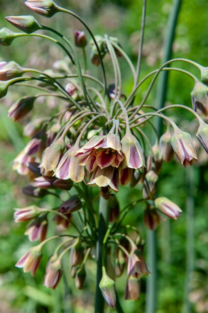 Allium-siculum-hajulaukka
