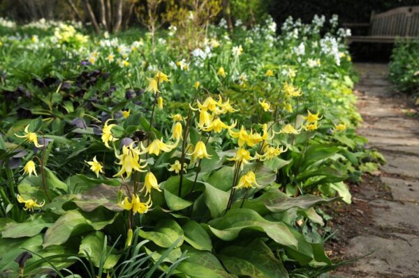 ERYTHRONIUM-PAGODA-koiranhammas-3