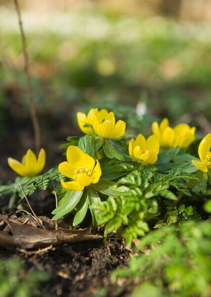 Eranthis-cilicica-talventahti