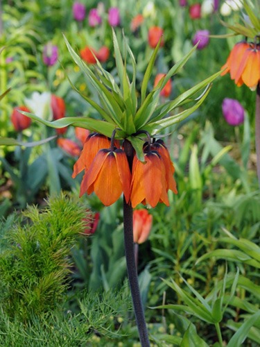 Fritillaria-imperialis-aurora-2