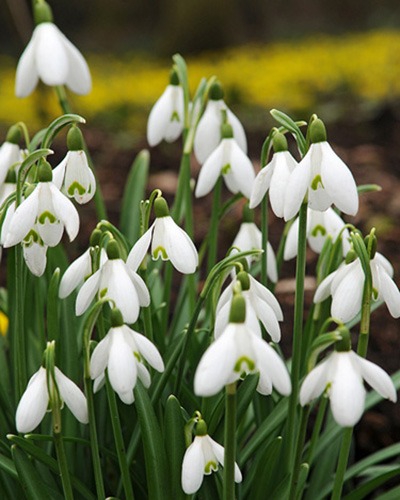 Galanthus-elwesii-tahtilumikello-4