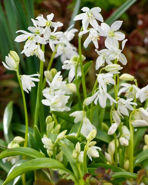 Scilla-siberica-alba-idansinililja