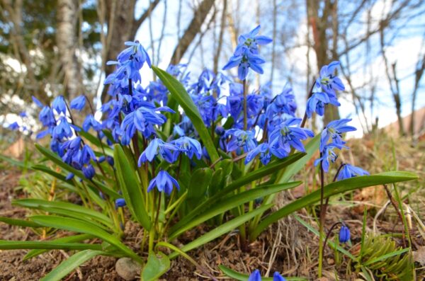 Scilla-siberica-idansinililja-2