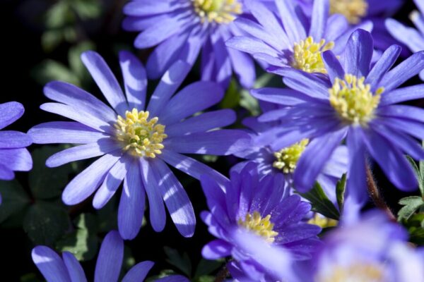 anemone-blanda-blue-shades