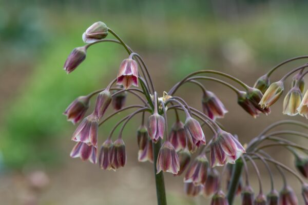 hajulaukka-Allium-siculum