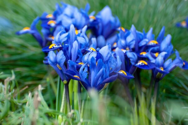 iris-reticulata-harmony-2