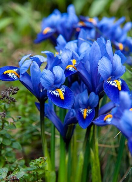 iris-reticulata-harmony
