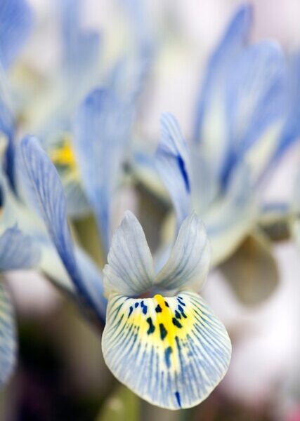 iris-reticulata-katharine-hodgkin