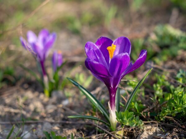 isokukkainen-flower-record-4