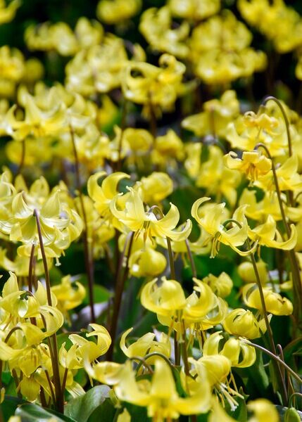 koiranhammas-ERYTHRONIUM-PAGODA