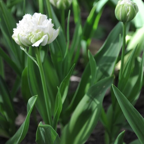 ripsureunatulppaani-snow-crystal-4-2