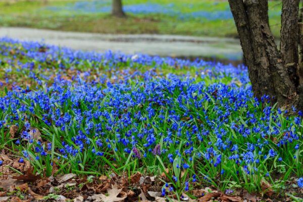 scilla-siberica-2-2