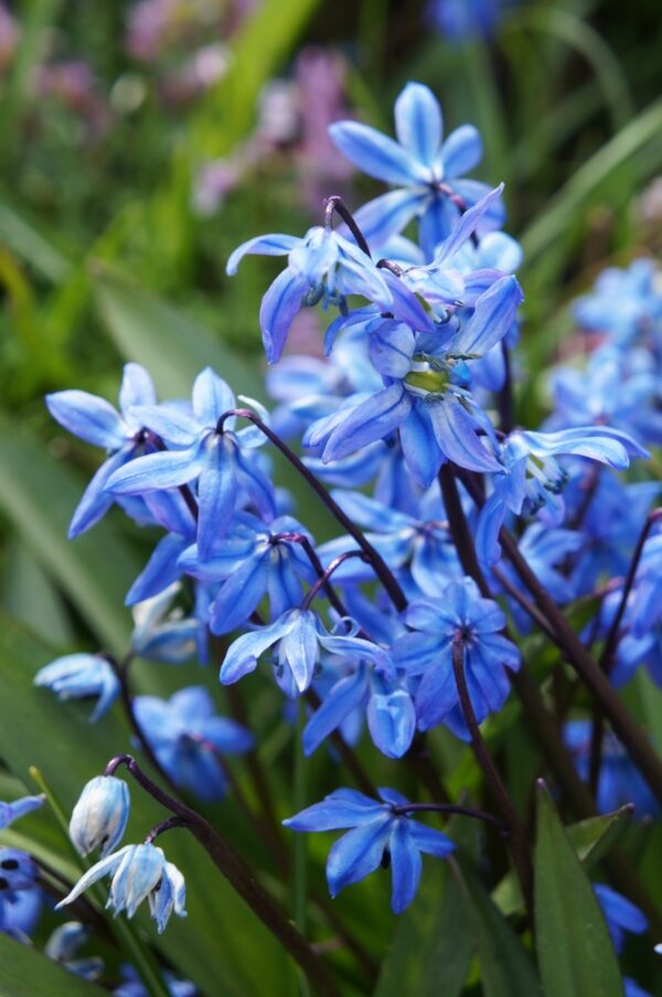 scilla-siberica-6