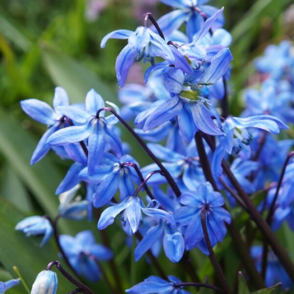 scilla-siberica