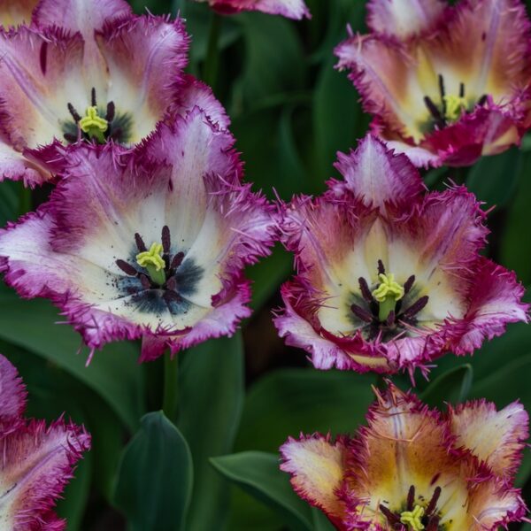 tulppaani-colour-fusion