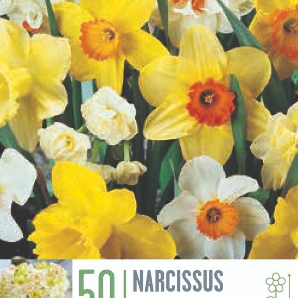 662-Kapiteyn-Narcissus-mixed-colours