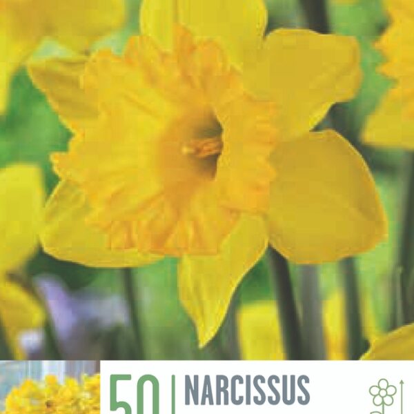 664-Kapiteyn-Narcissus-Dutch-master