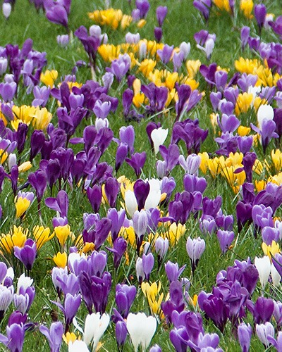 crocus-large-flowering-mix