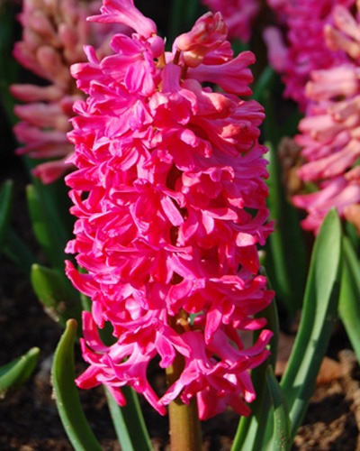 hyacinthus-jan-bos-2