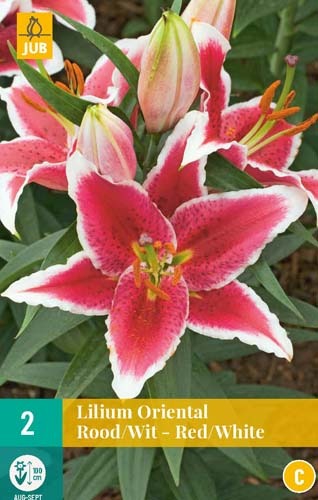 lilium-oriental-rood-pakkaus