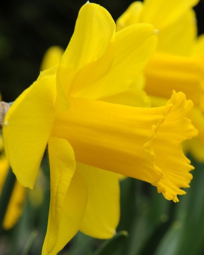 narcissus-carlton-2