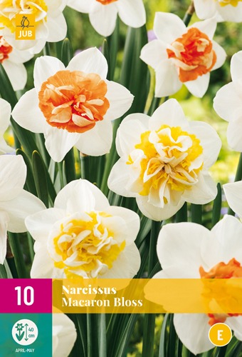 narcissus-macaron-bloss-pakkaus