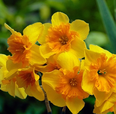 narcissus-slice-of-life