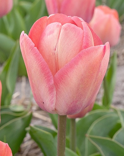 tulipa-apricot-pride