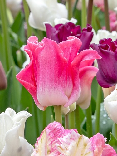 tulipa-crown-of-dynasty