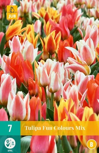 tulipa-fun-colours