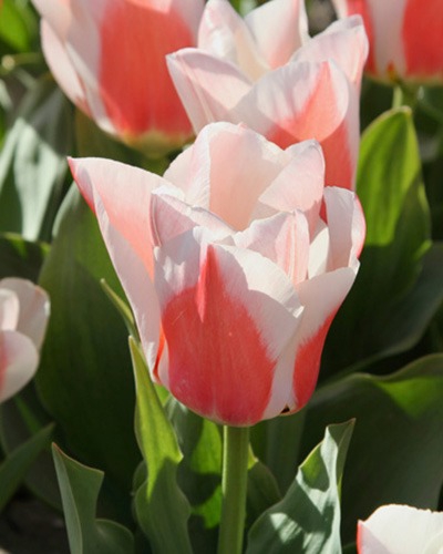 tulipa-willem-van-den-akker