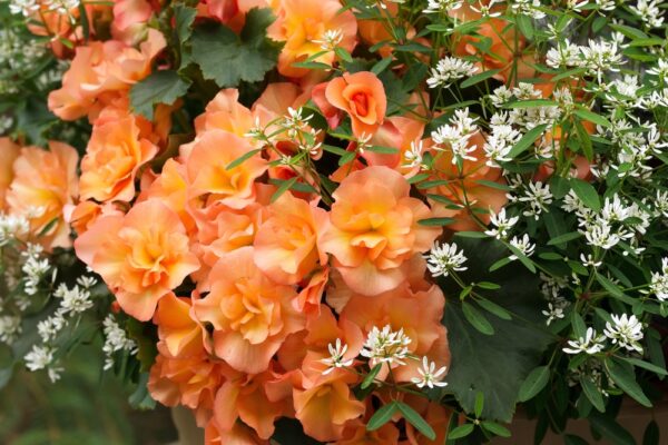 Begonia-Karjalanneito