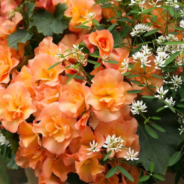 Begonia-Karjalanneito