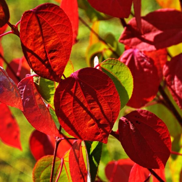 Cercidiphyllum-japonicum-Katsura-4