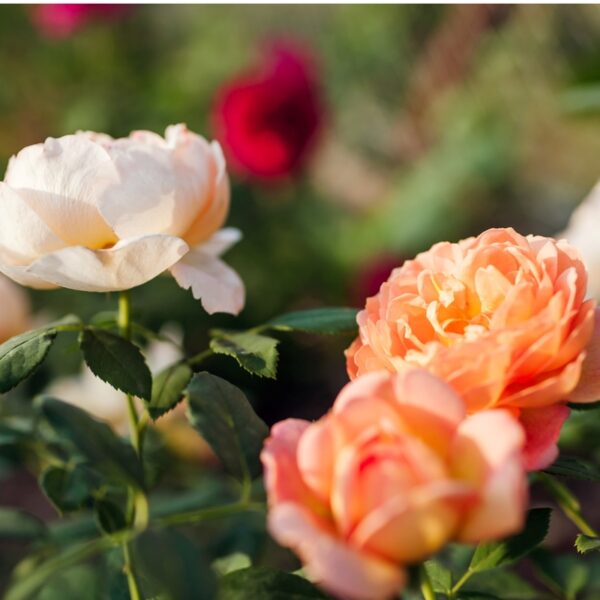 David-Austin-ruusu-Lady-of-Shalott-2
