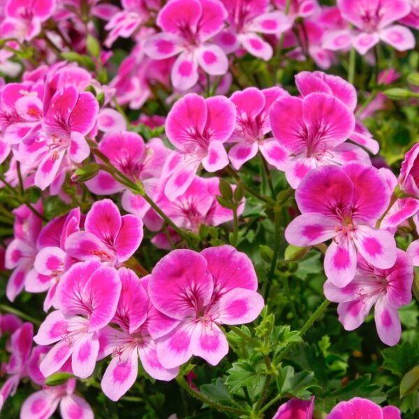 Enkelipelargoni-3